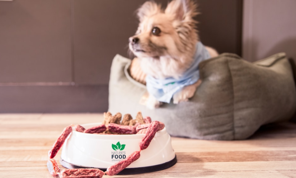 Is a Raw Dog Food Diet Worth it? Exploring the Benefits & Risks